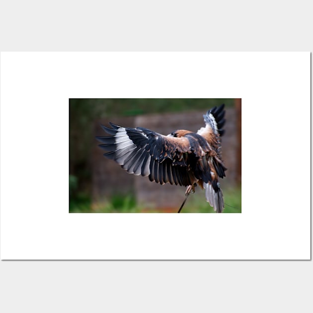 Buzzard Wing Wall Art by GP1746